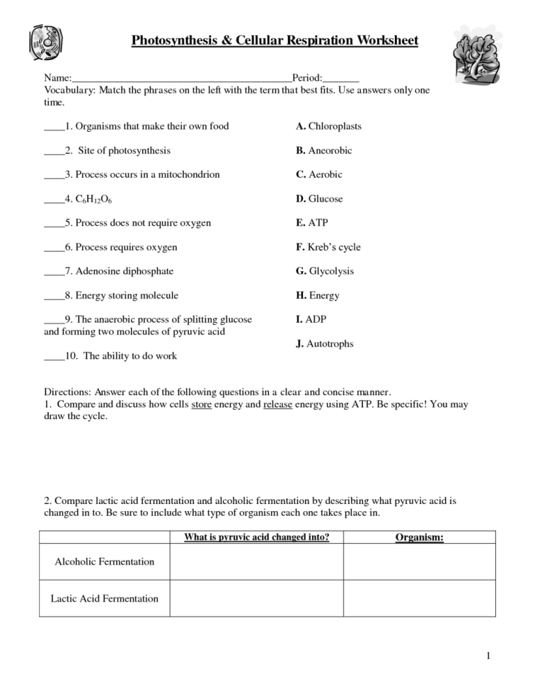 Photosynthesis Worksheet Answers