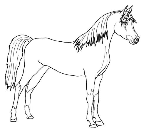 Horse Pictures To Color