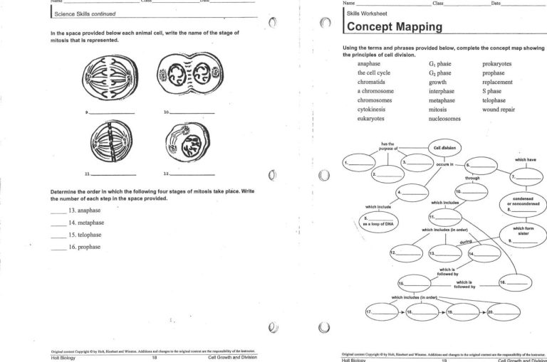 Mitosis Worksheet