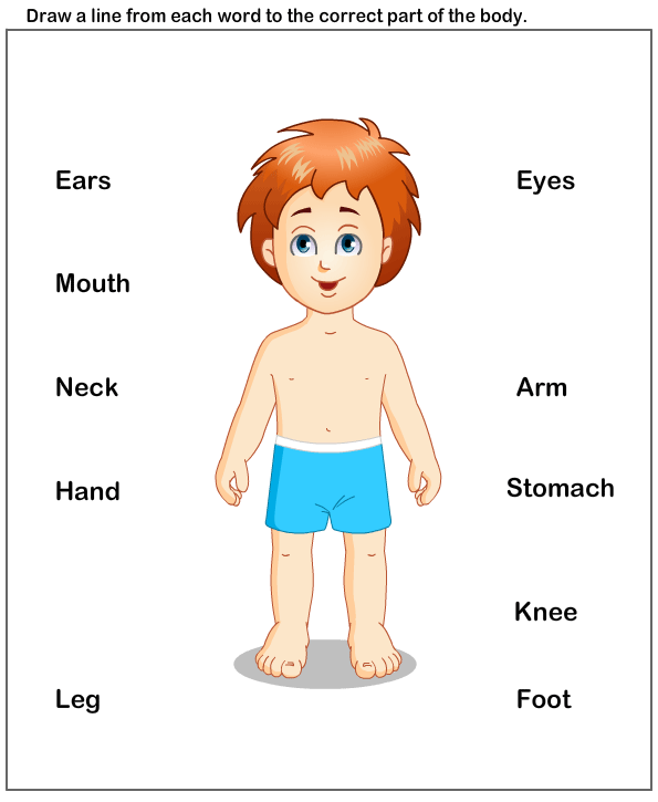 Body Part Worksheet Printable