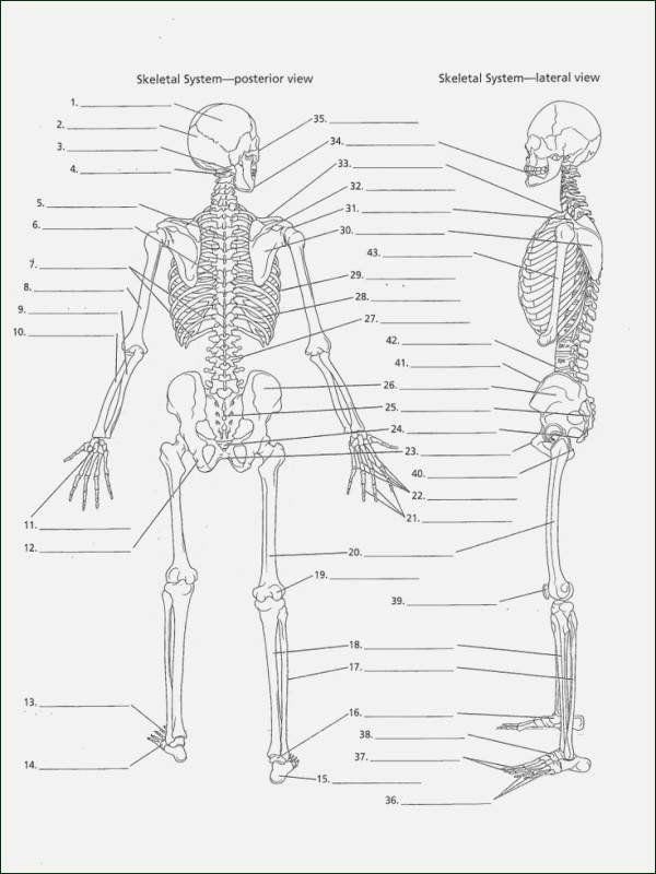 Anatomy Worksheets Pdf