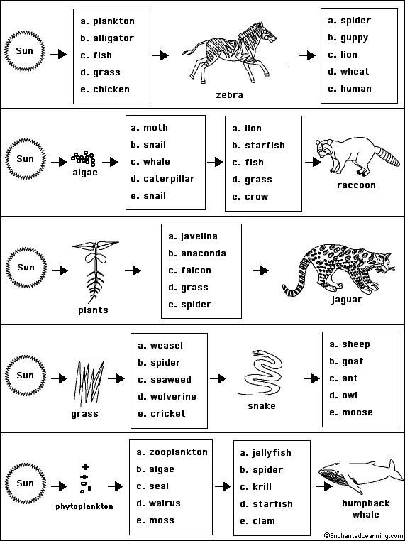 Food Web Worksheet Answers Biology