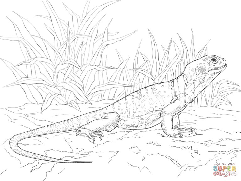 Lizard Coloring Pages