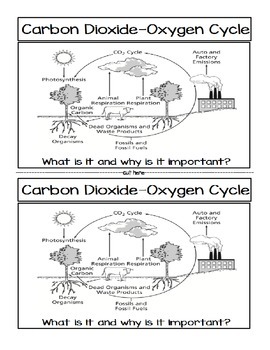 Carbon Cycle Worksheet Answers