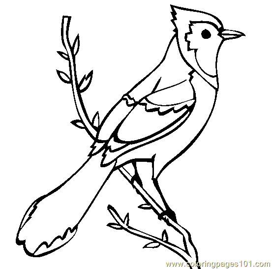 Blue Jay Coloring Page