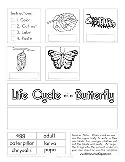 Butterfly Life Cycle Worksheet 2nd Grade