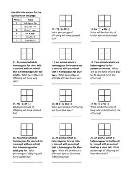 Punnett Square Worksheet 1