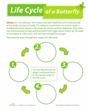 4th Grade Life Cycle Of A Butterfly Printables