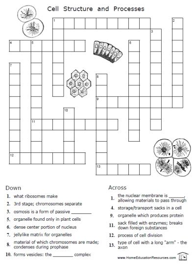 Osmosis Worksheet 20 Points