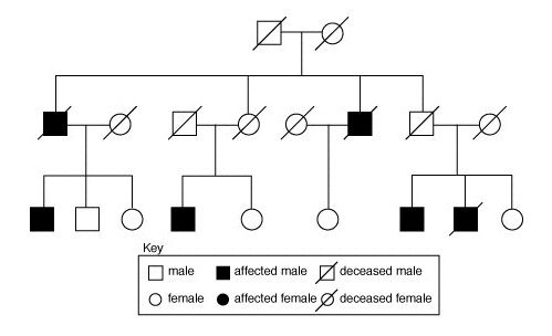 Pedigree Worksheet Interpreting A Human Pedigree