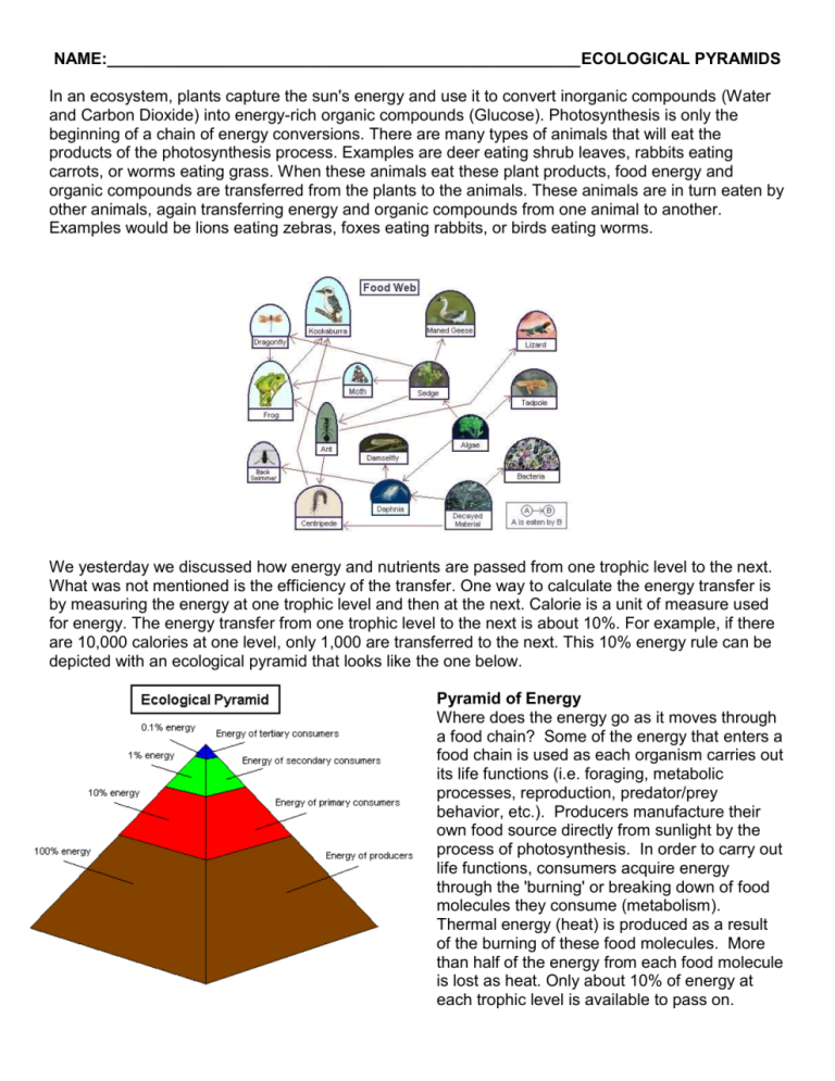 Ecological Pyramids Worksheet