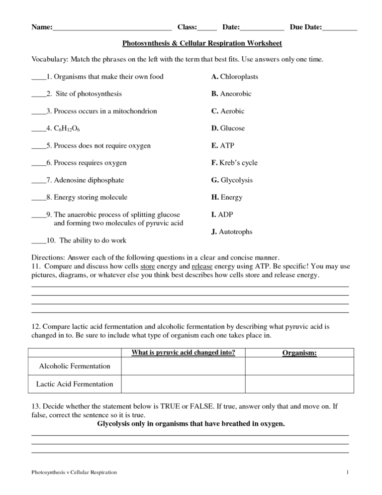 Photosynthesis Worksheet Biology