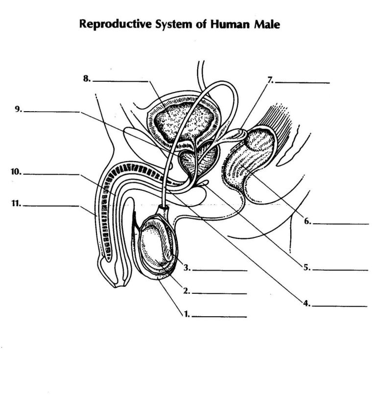 Blank Male Reproductive System Worksheet