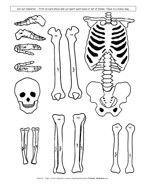 Skeletal System Worksheet For Kids