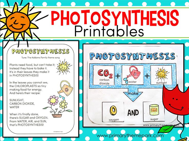 Printable Photosynthesis Diagram Worksheet