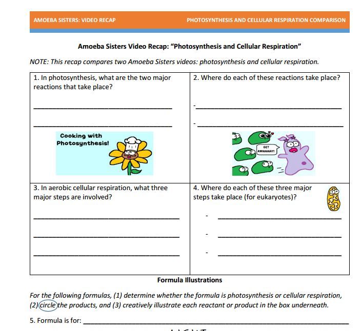 Photosynthesis And Cellular Respiration Comparison Worksheet