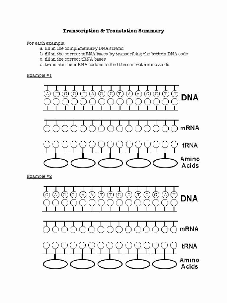 Dna Transcription And Translation Worksheet