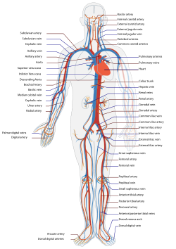 Circulatory System Worksheet For Kids