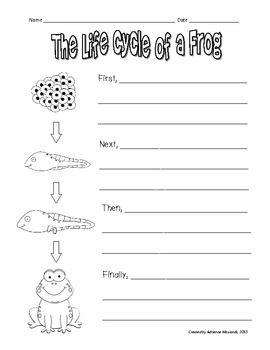 Life Cycle Of A Frog Worksheet Pdf