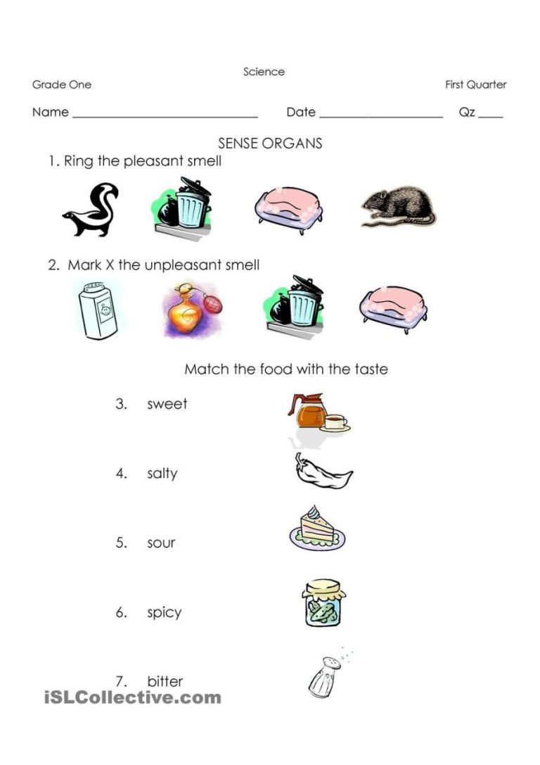 Five Senses Worksheets For 3rd Grade