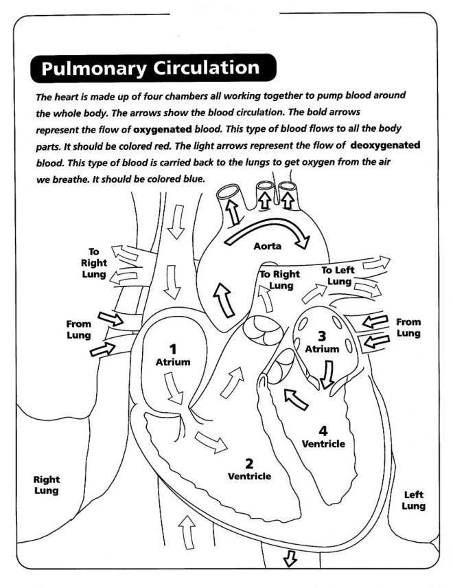 Human Heart Coloring Sheet