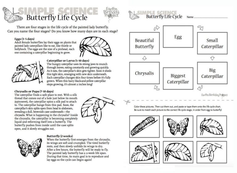 3rd Grade Life Cycle Of A Butterfly Printables