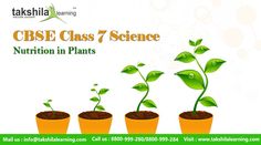 Grade 7 Nutrition In Plants For Class 7 Worksheet