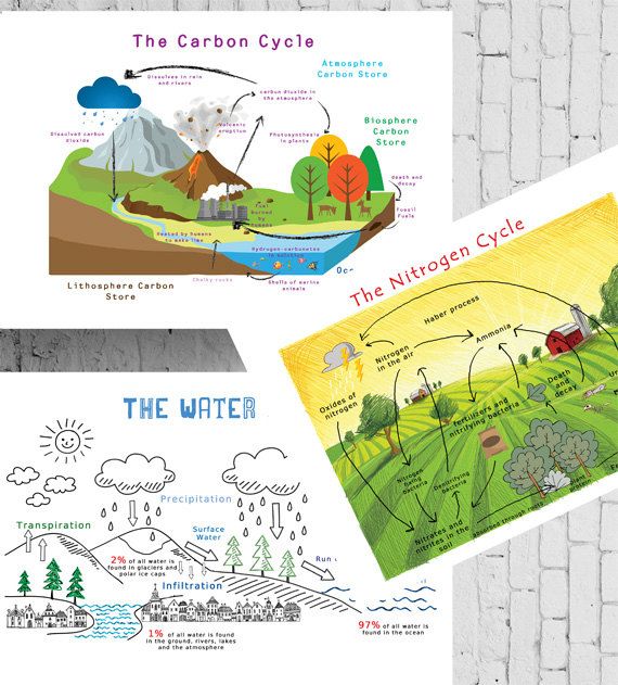 Nitrogen Cycle Worksheet Answers Pdf