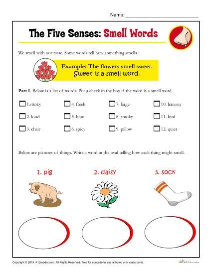 Senses Worksheet For Grade 2