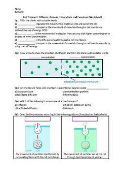 Diffusion And Osmosis Worksheet Pdf Answers