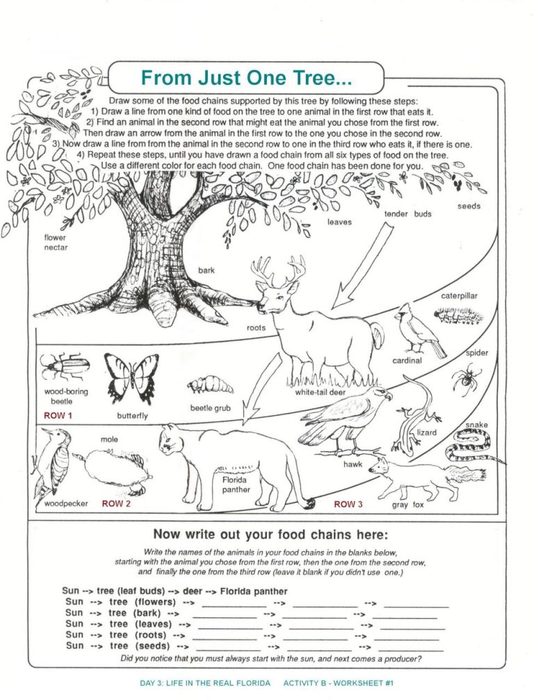 Food Web Worksheet 4th Grade