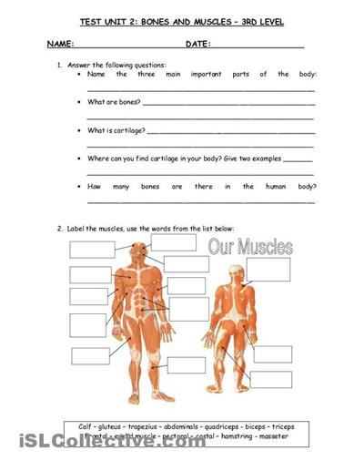 Body Worksheets For Grade 3