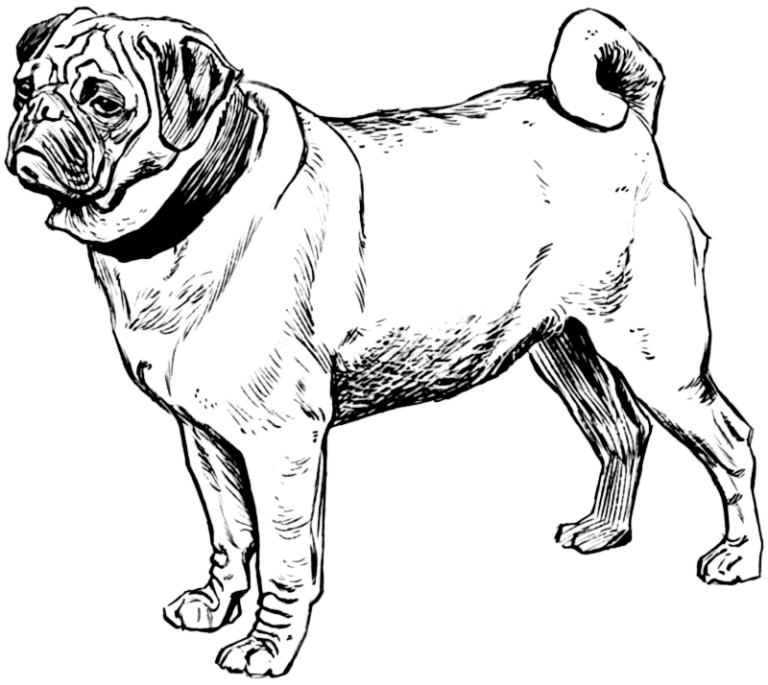 Pug Coloring Pages