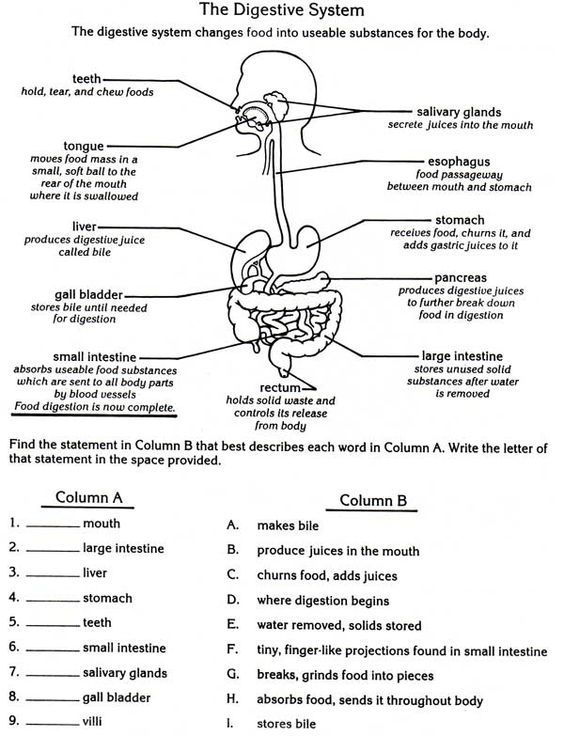 Digestive System Worksheet Pdf