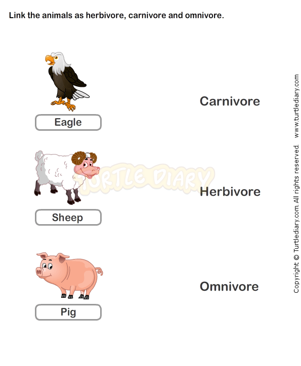 Food Chain Worksheet 2nd Grade