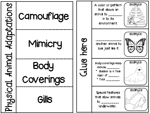 Animal Adaptations Worksheets 4th Grade