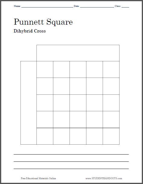 Punnett Square Worksheet Pdf