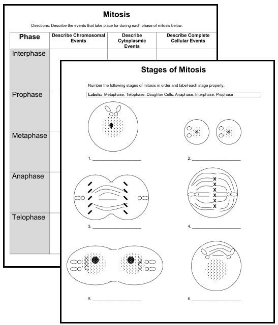 Meiosis Worksheet Pdf