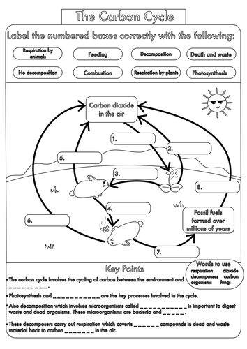 Carbon Cycle Worksheet Doc