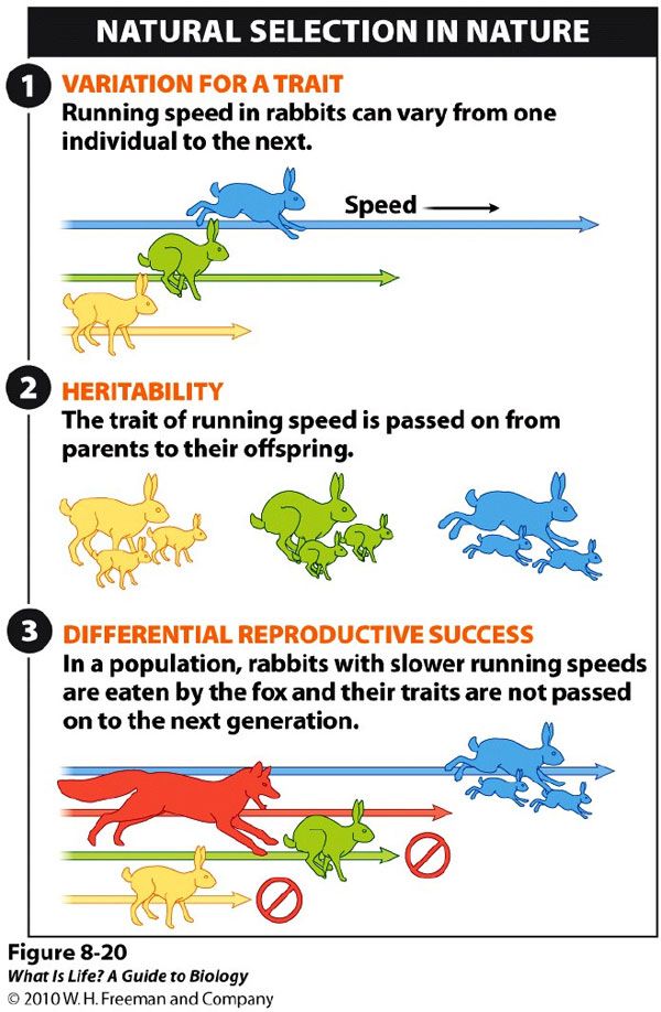 Evolution By Natural Selection Worksheet Answers Quizlet