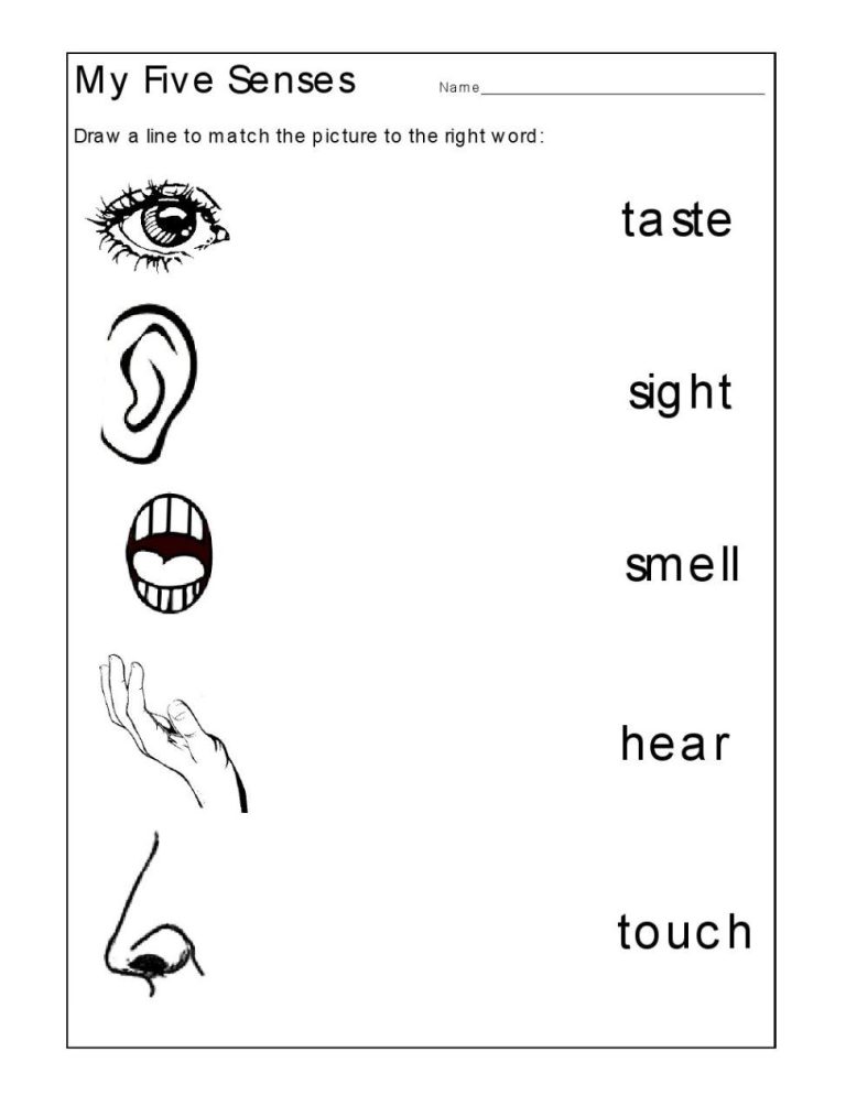 Senses Worksheet For Kindergarten