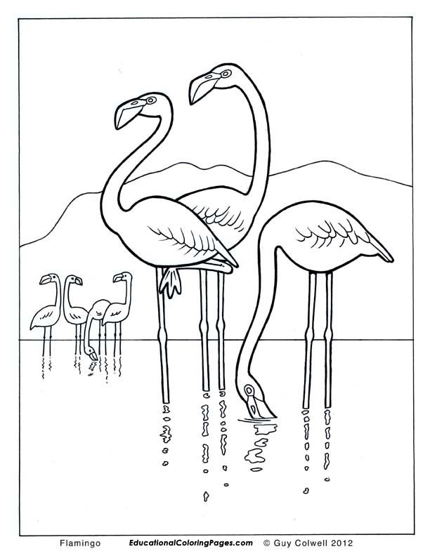 Flamingo Coloring Pages