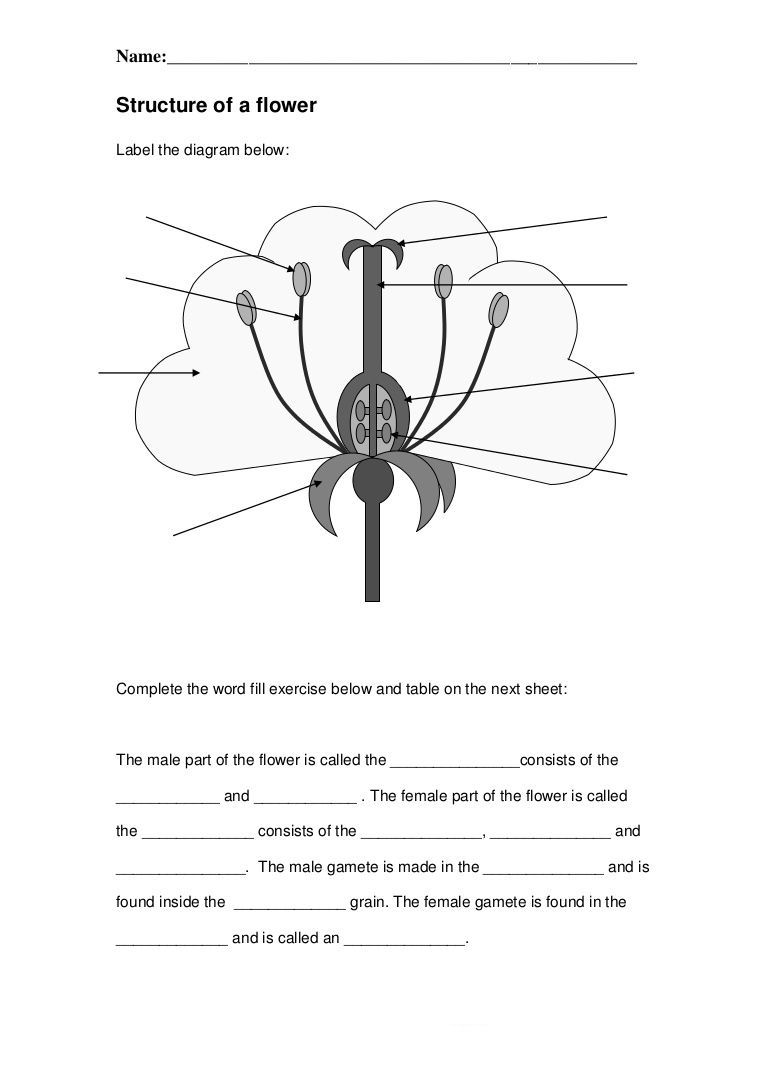 Biology Worksheets For Grade 9