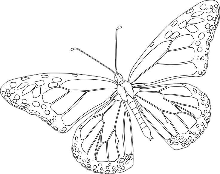 Monarch Butterfly Coloring Pages