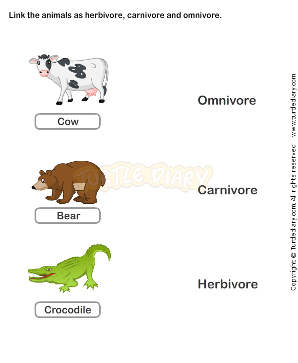 Food Webs And Food Chains Worksheet