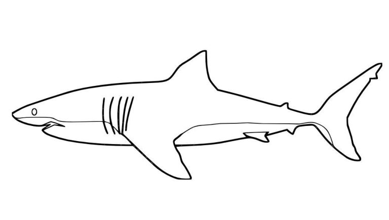 Great White Shark Coloring Page