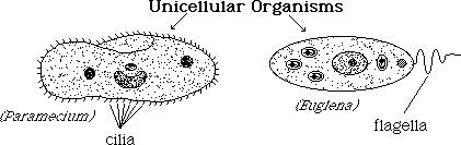 Mitosis And Meiosis Worksheet Draw The Chromosomes In The Cell As It Undergoes Mitosis Answers