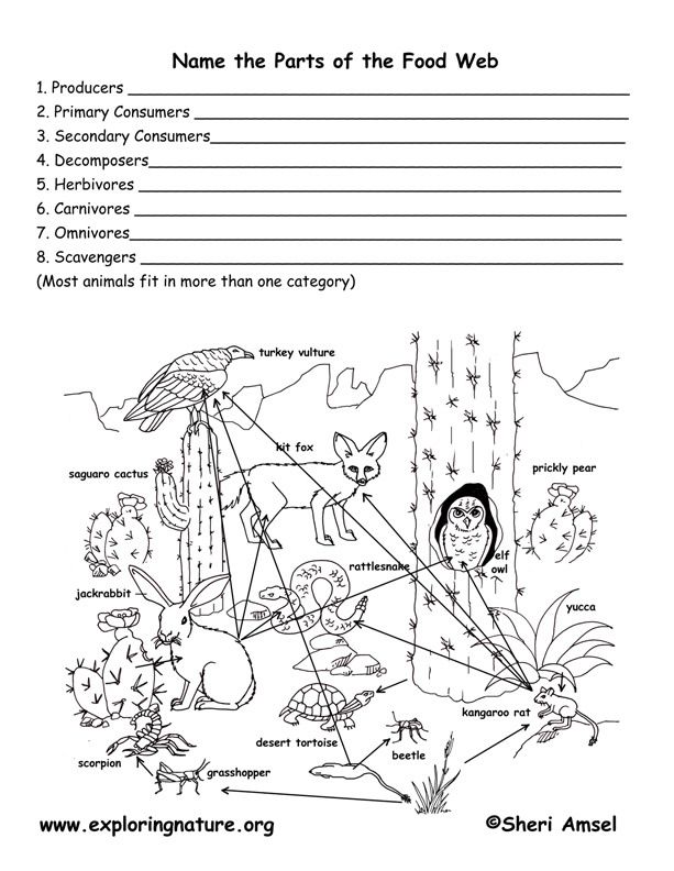 Food Web Worksheet Mcas Practice