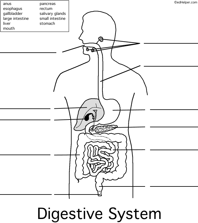 Digestive System Worksheets For Kids