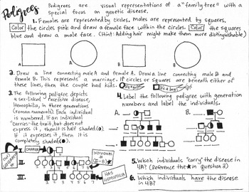 Pedigree Worksheet Answers